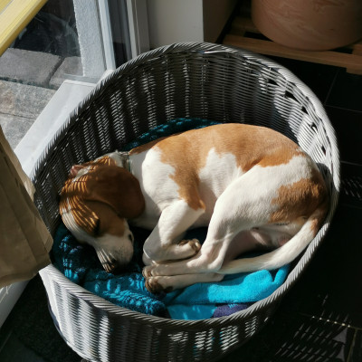 Ruhekörbchen