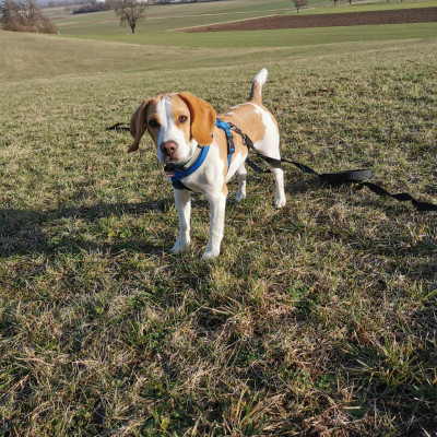 Beagle Findus